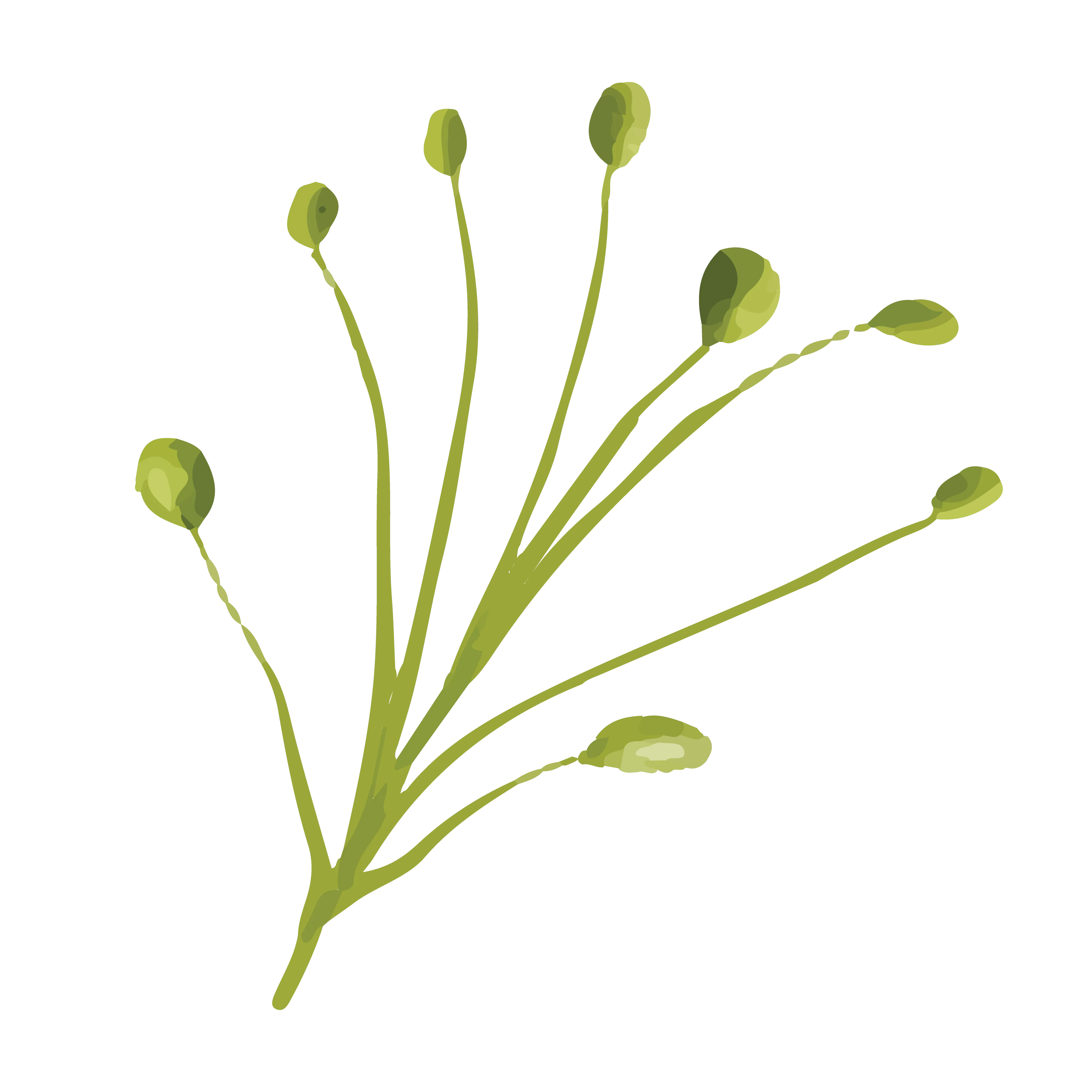 leaf